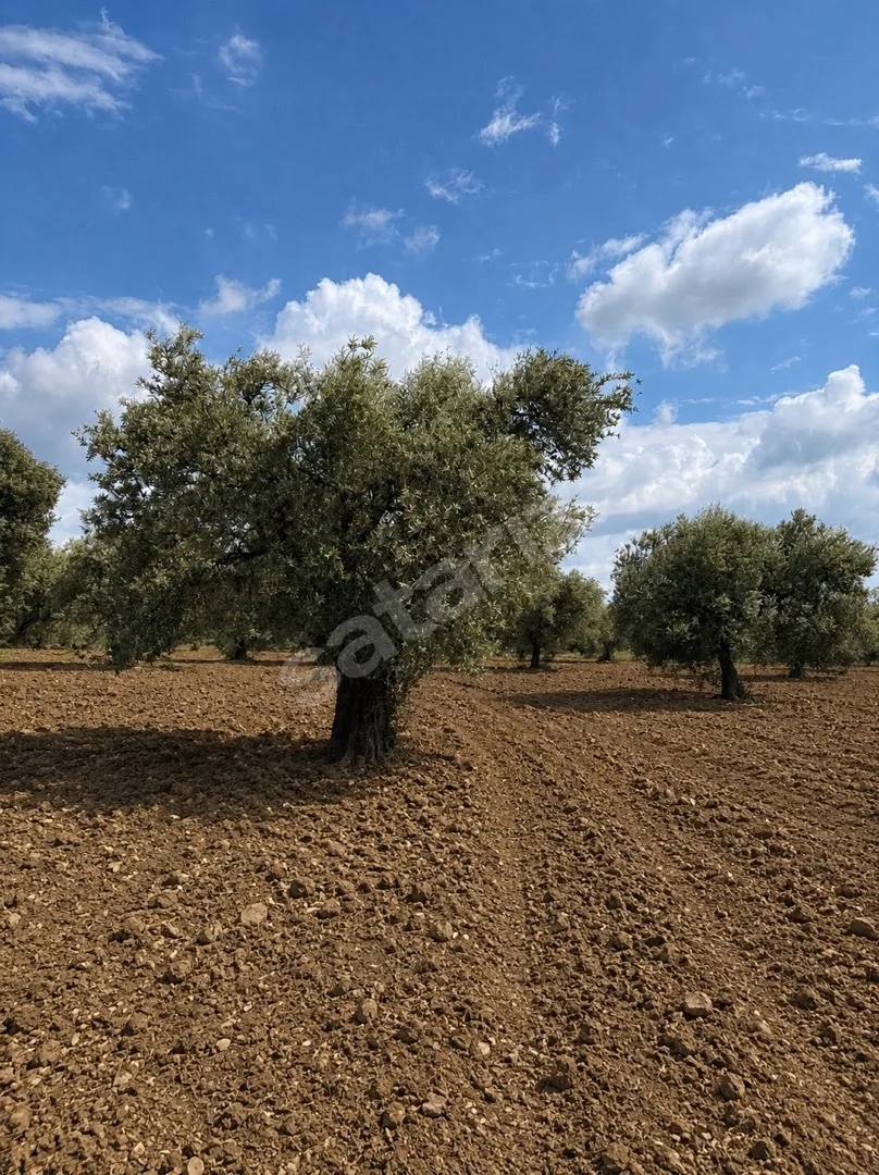 SARUHANLI KEPENEKLİ’DE 9.250 M2 TEK TAPULU TARLA